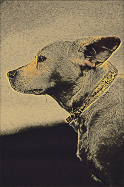 portrait of a dog in profile