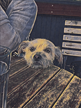 portrait of a chipoo sitting a outdoor table