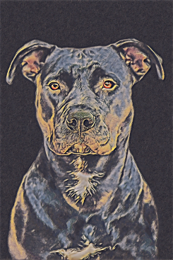 portrait of a pit bull